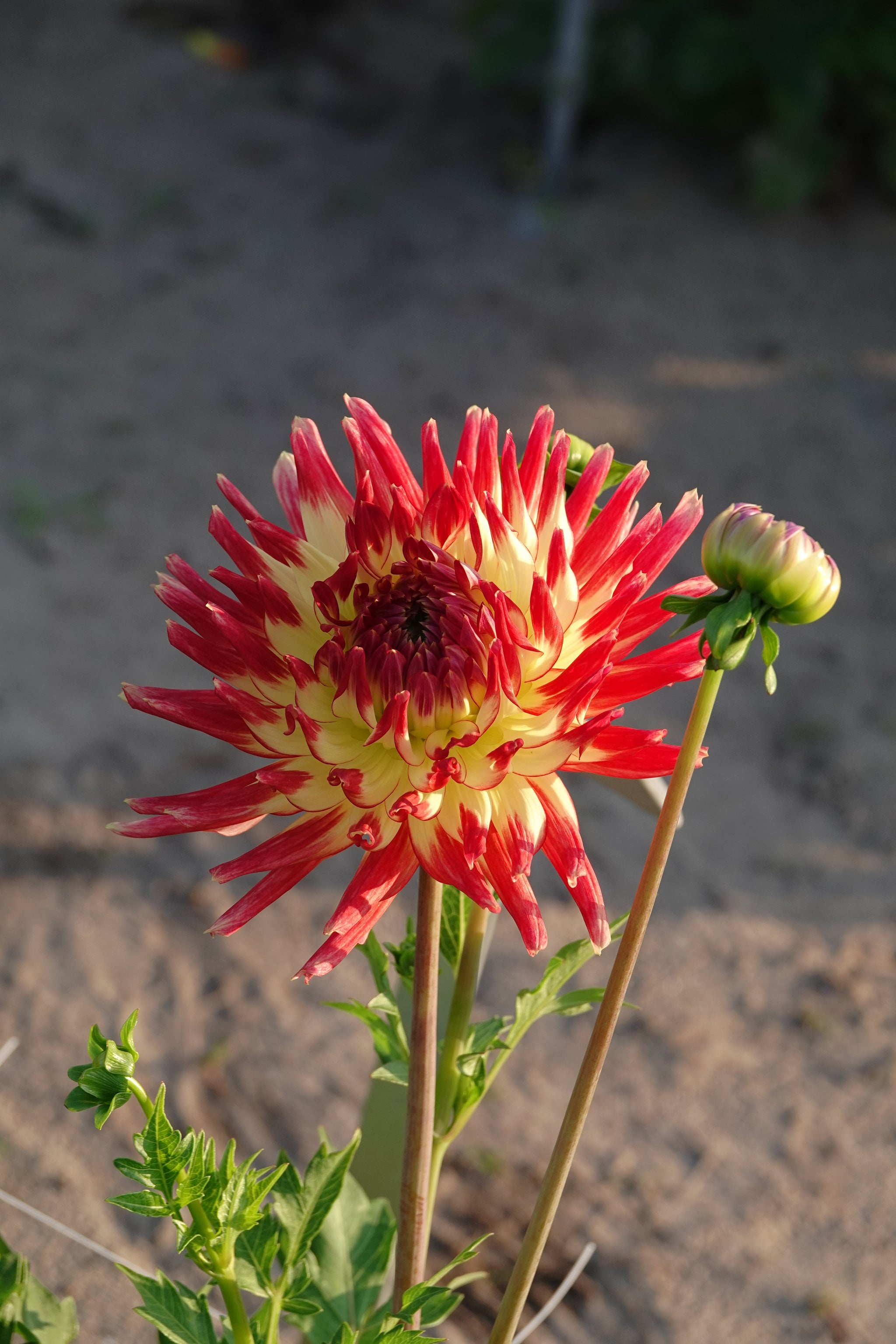 Dahlia Summer Breeze