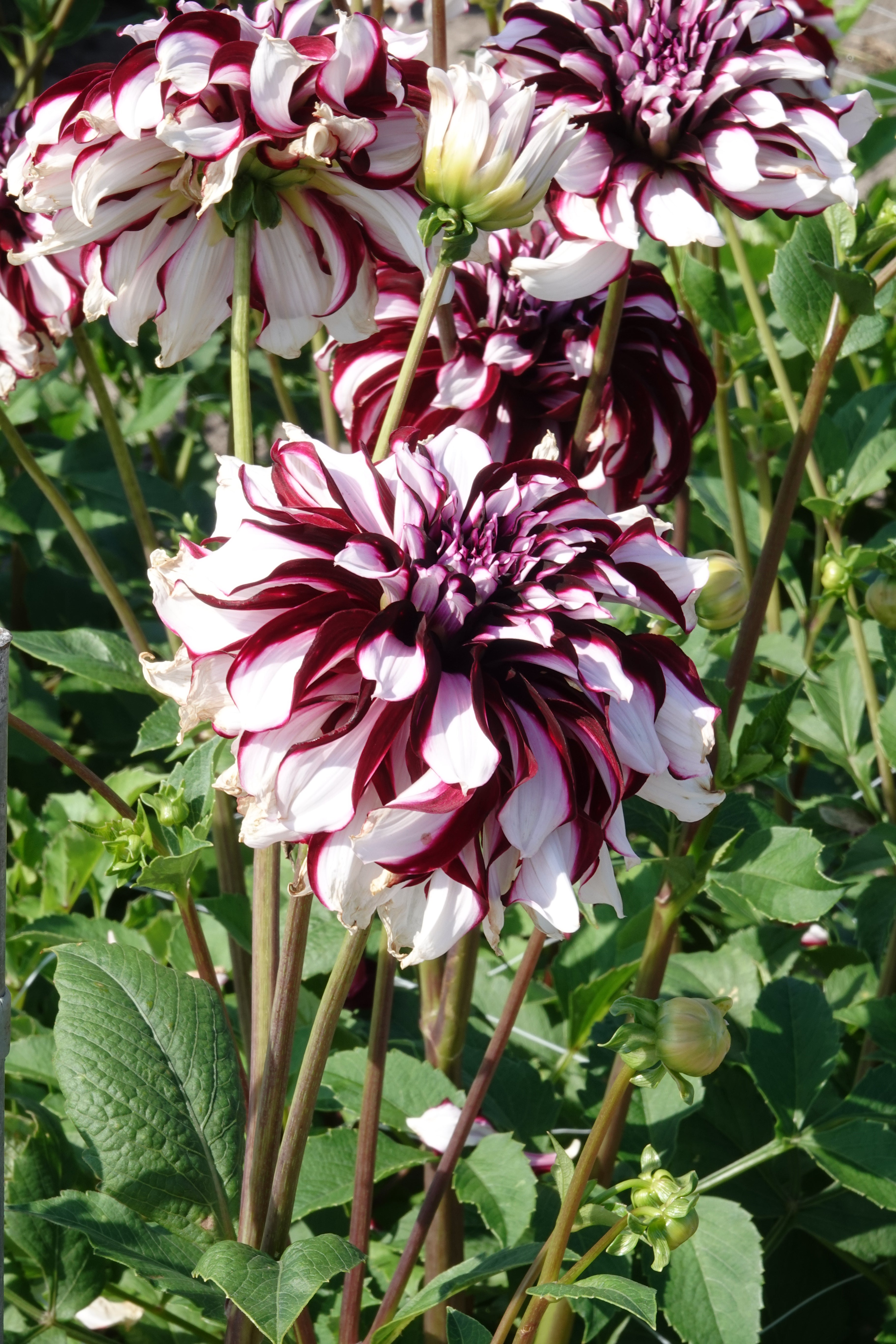 Dahlia Tartan