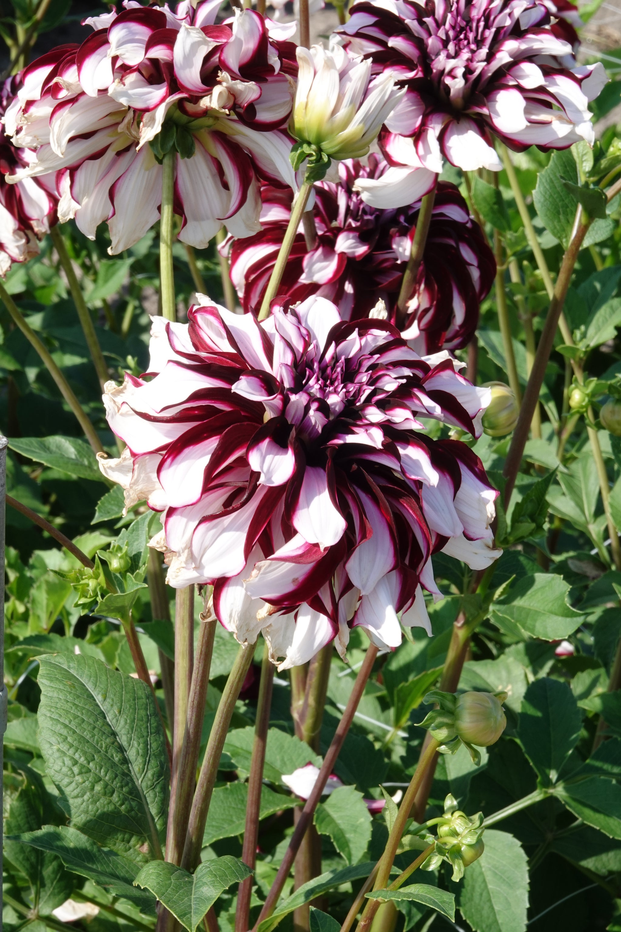 Dahlia Tartan
