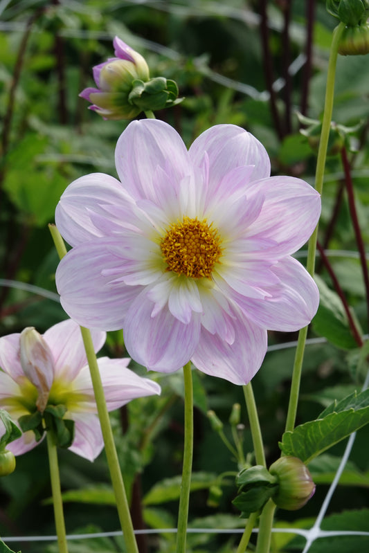 Dahlia Teesbrooke Audrey