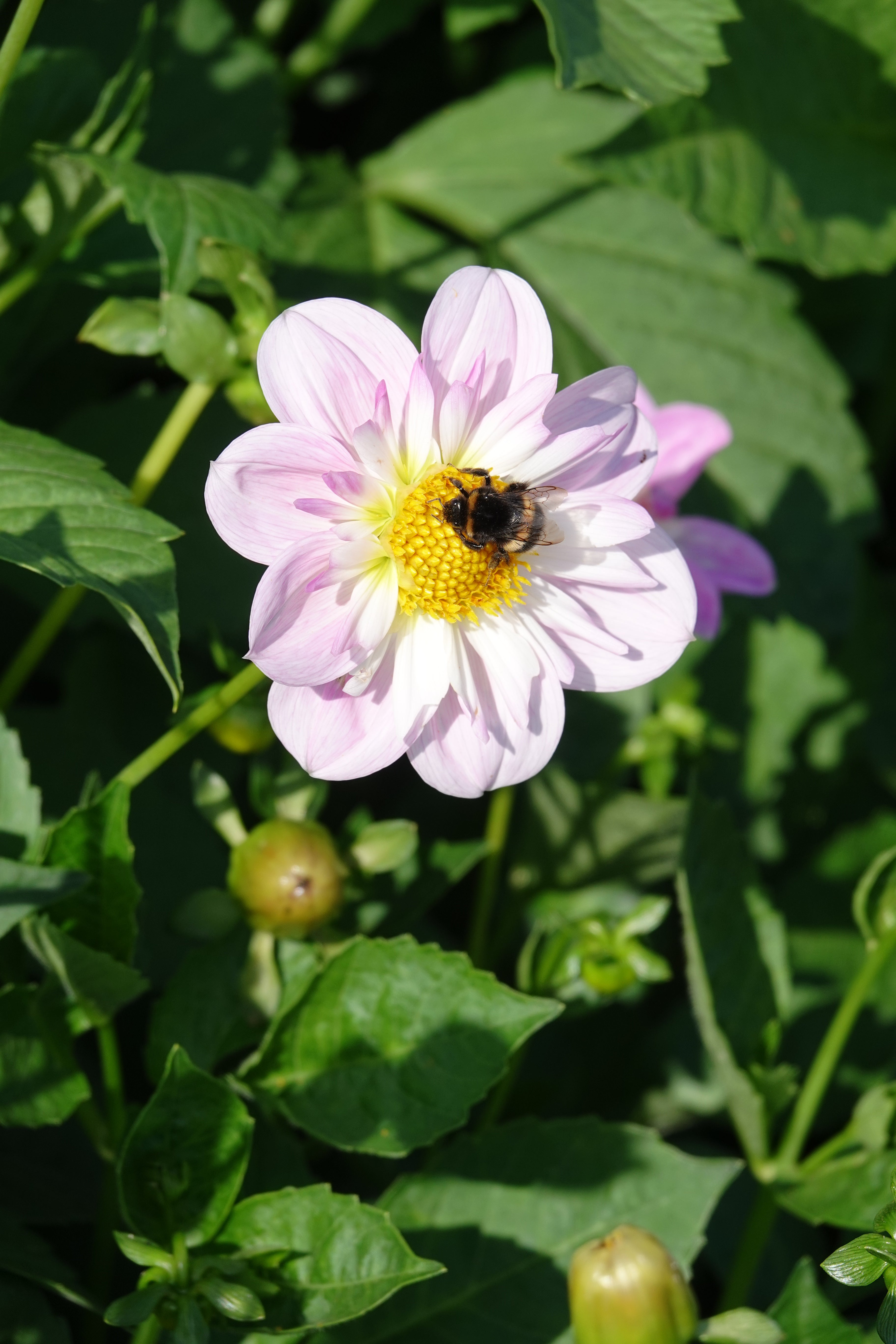 Dahlia Teesbrooke Audrey