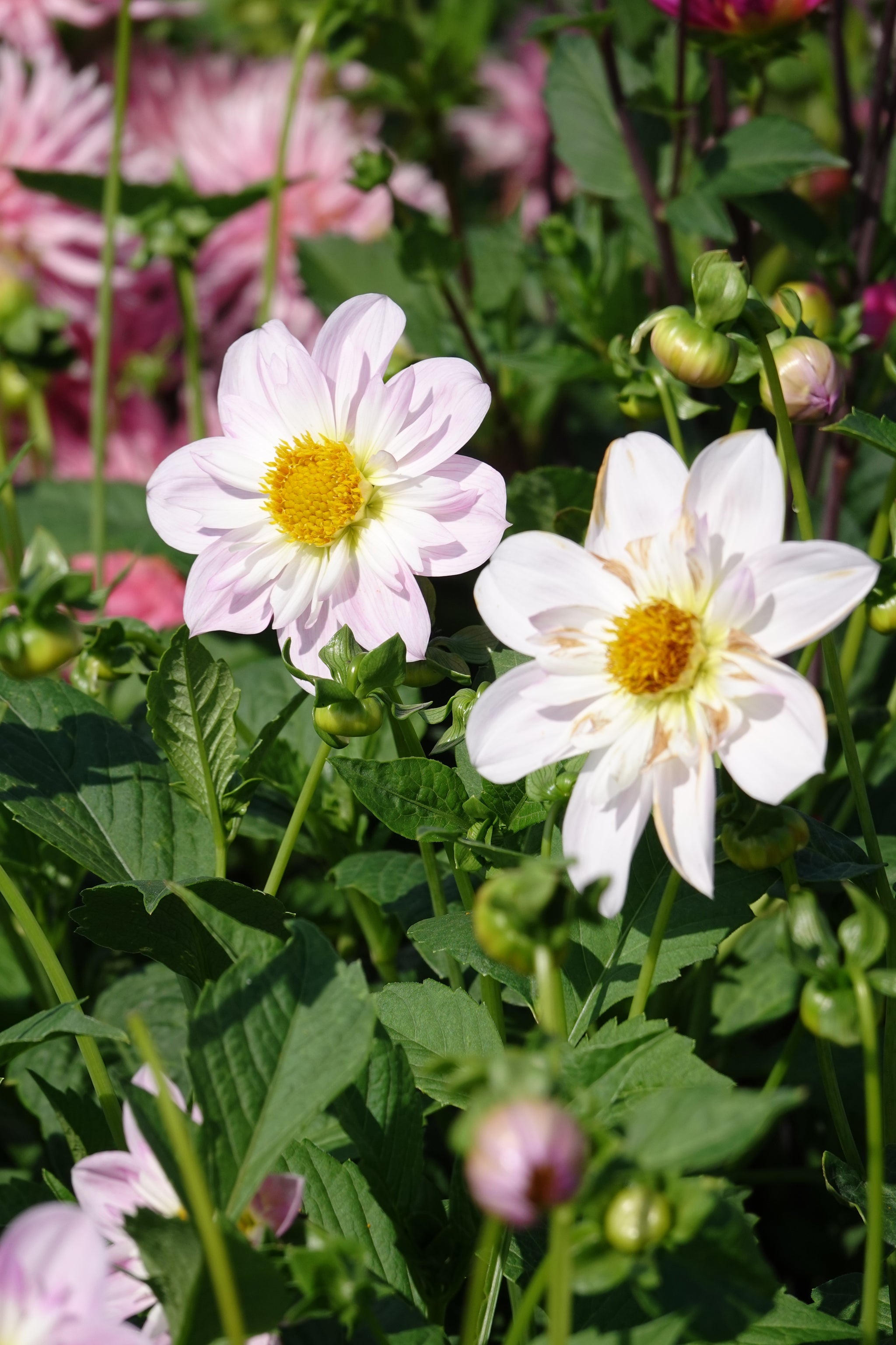 Dahlia Teesbrooke Audrey