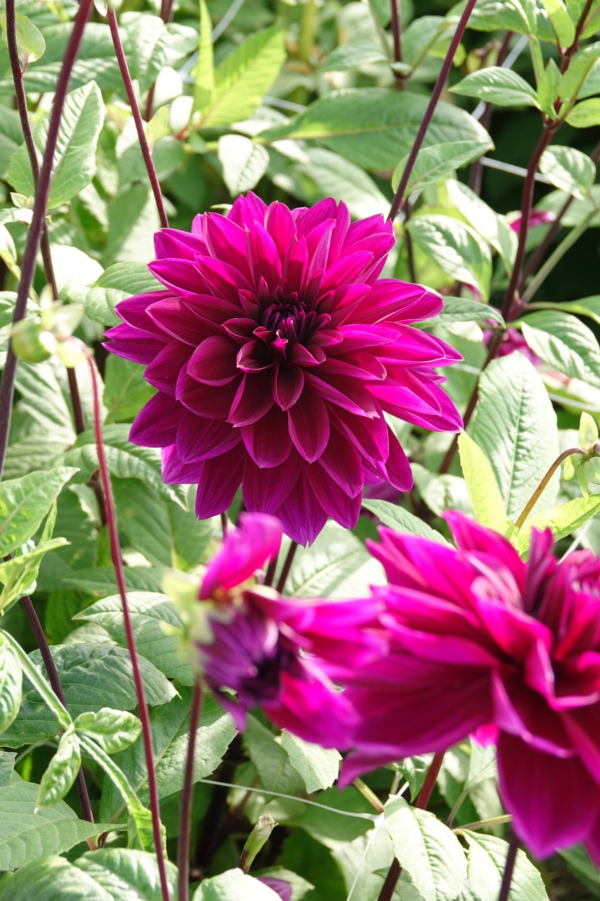 Dahlia Thomas A Edison