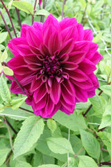 Dahlia Thomas A Edison