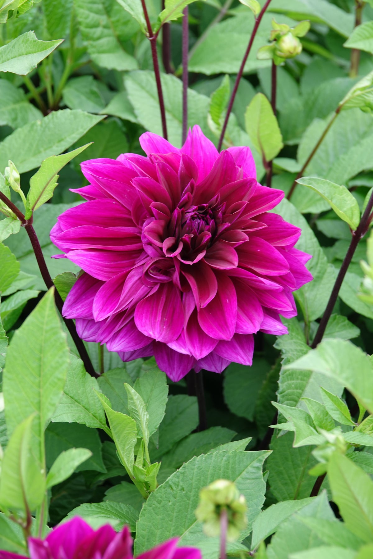 Dahlia Thomas A Edison