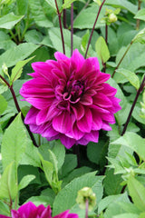 Dahlia Thomas A Edison