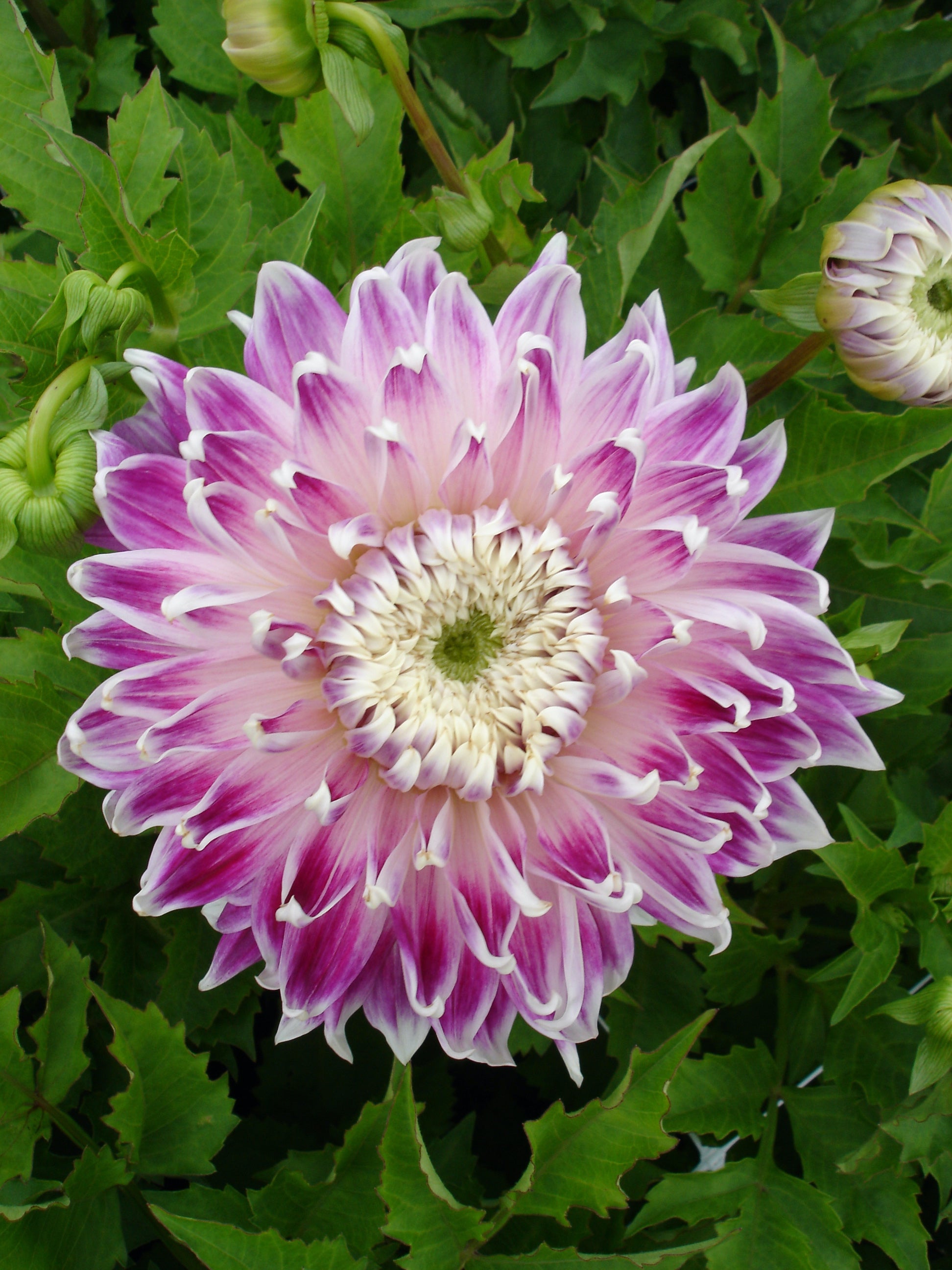 Dahlia Vancouver