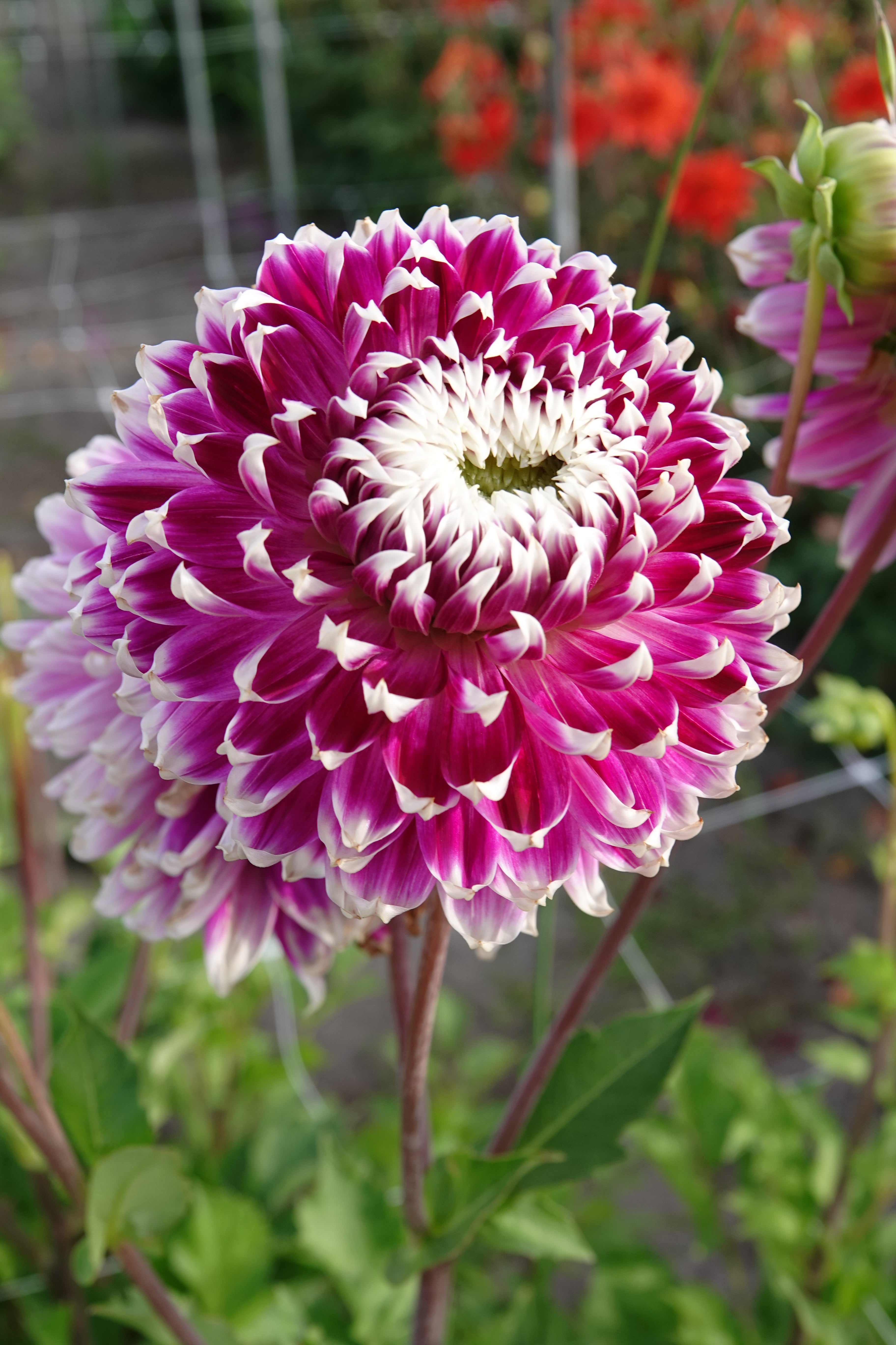 Dahlia Vancouver
