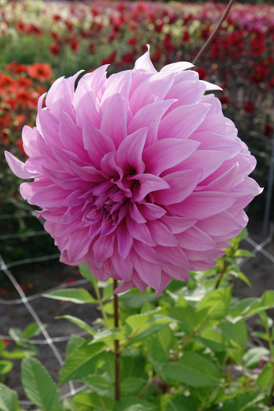 Dahlia Vassio Meggos