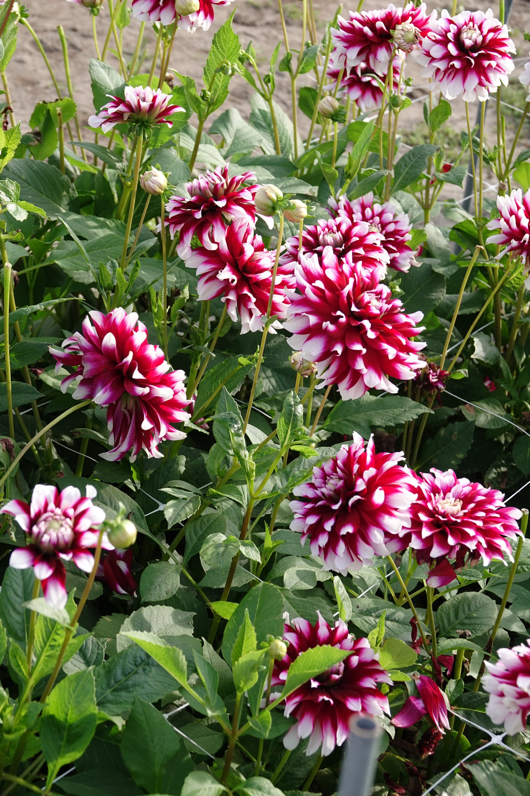 Dahlia Verdi