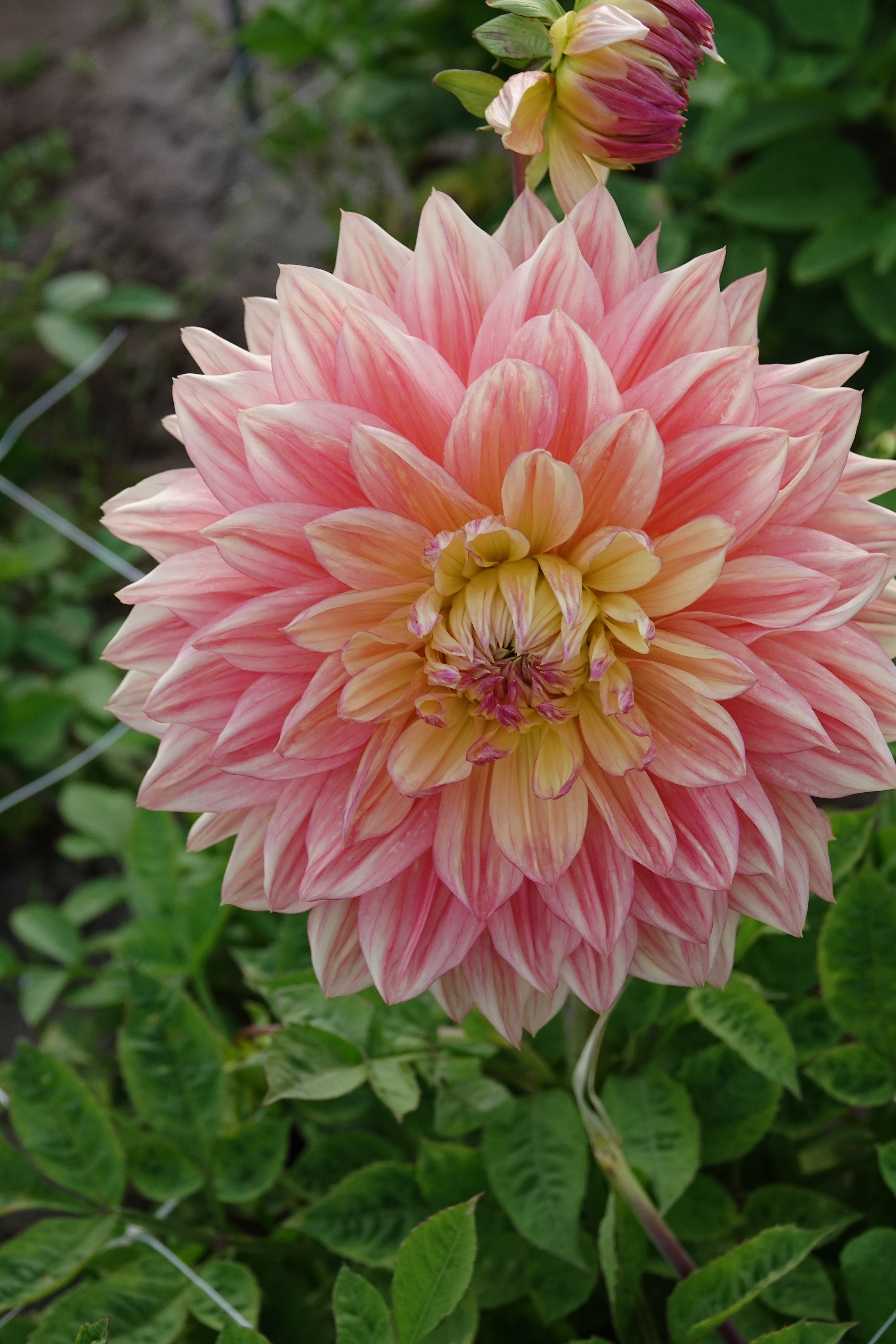 Dahlia Wandas Aurora
