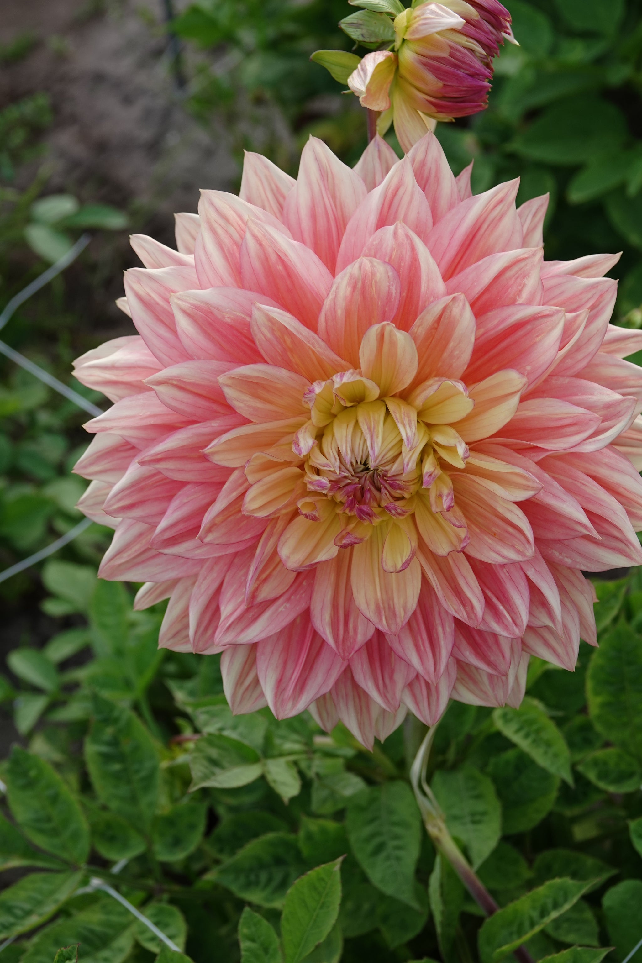 Dahlia Wandas Aurora