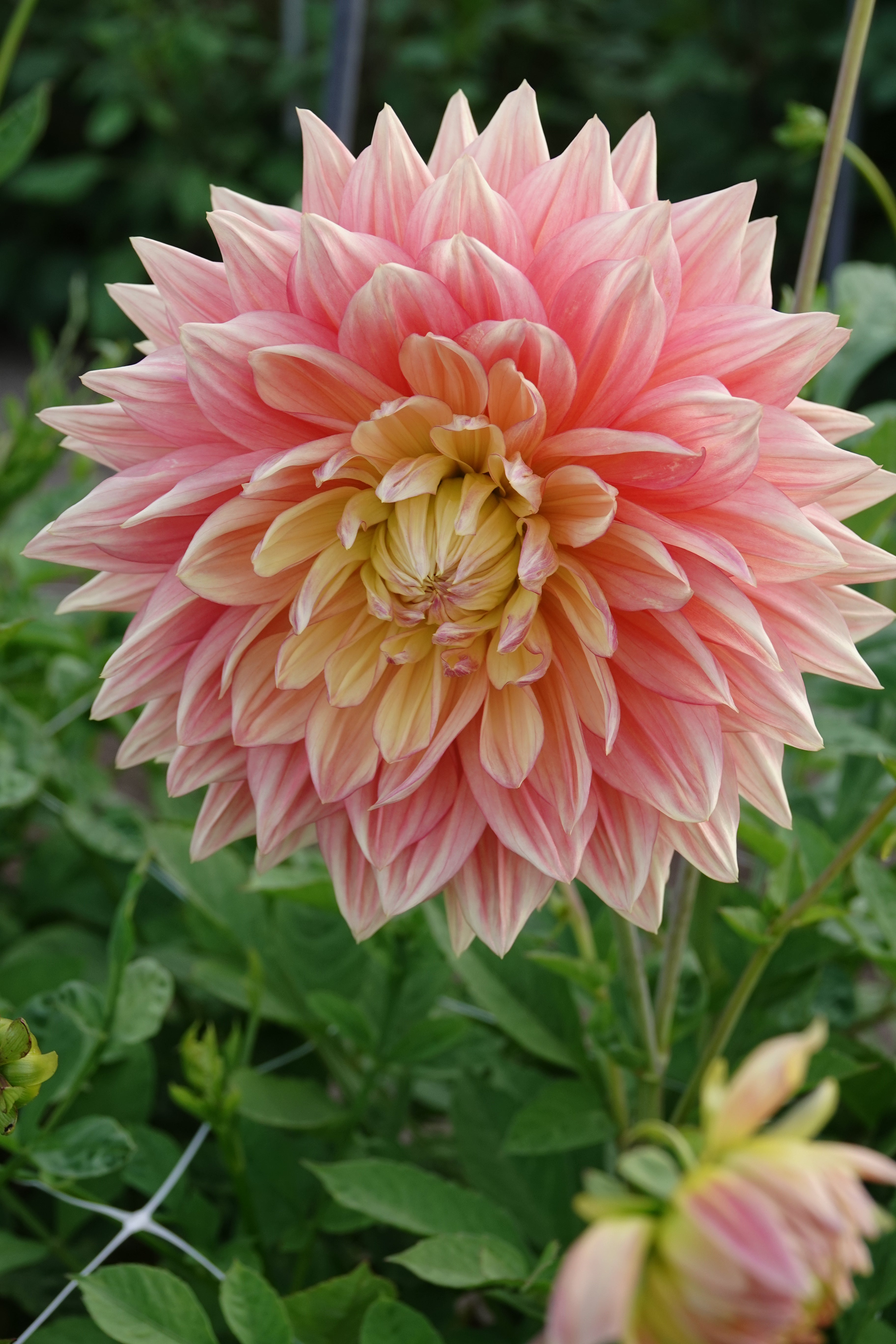 Dahlia Wandas Aurora
