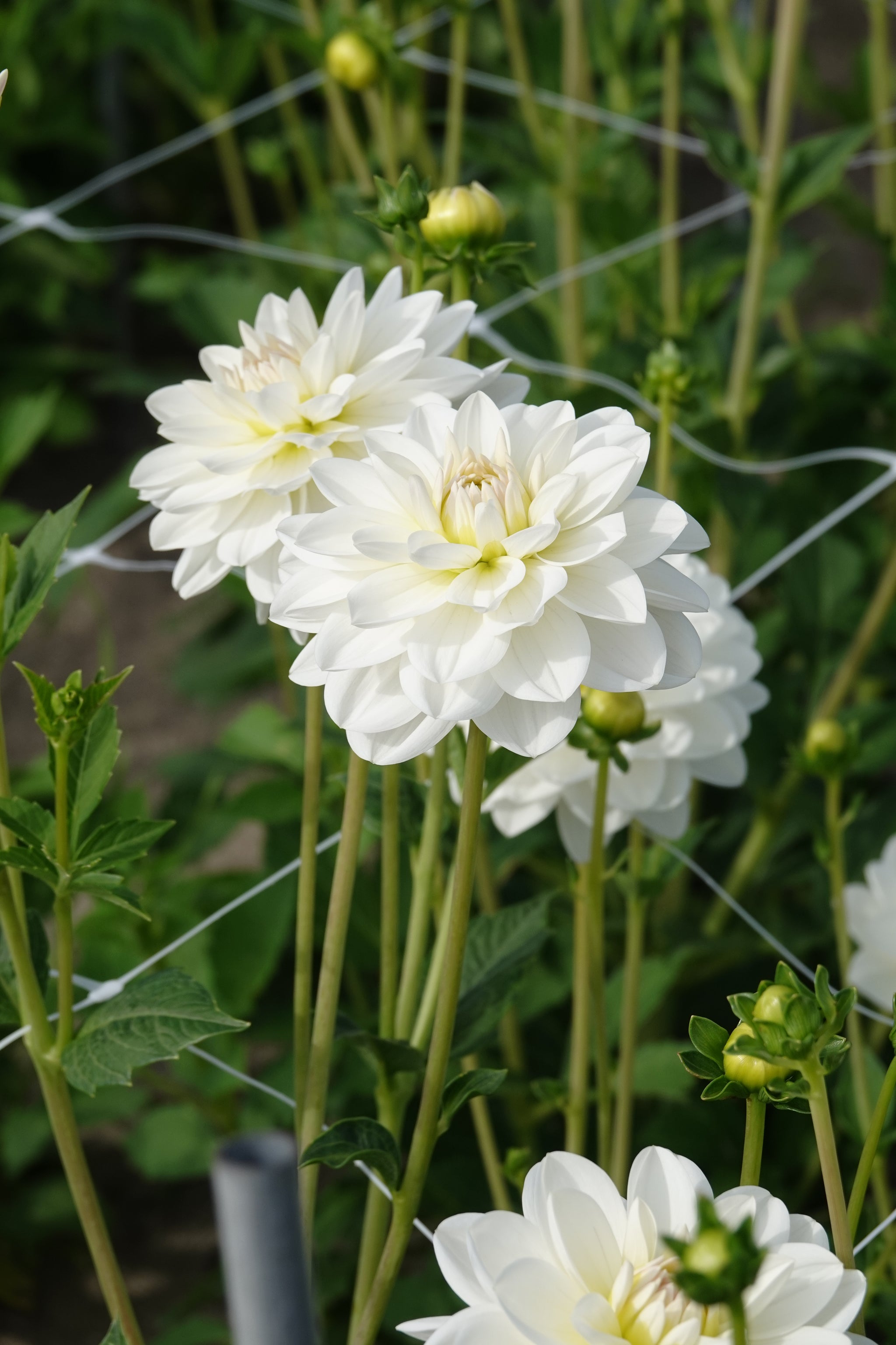 Dahlia White Onesta