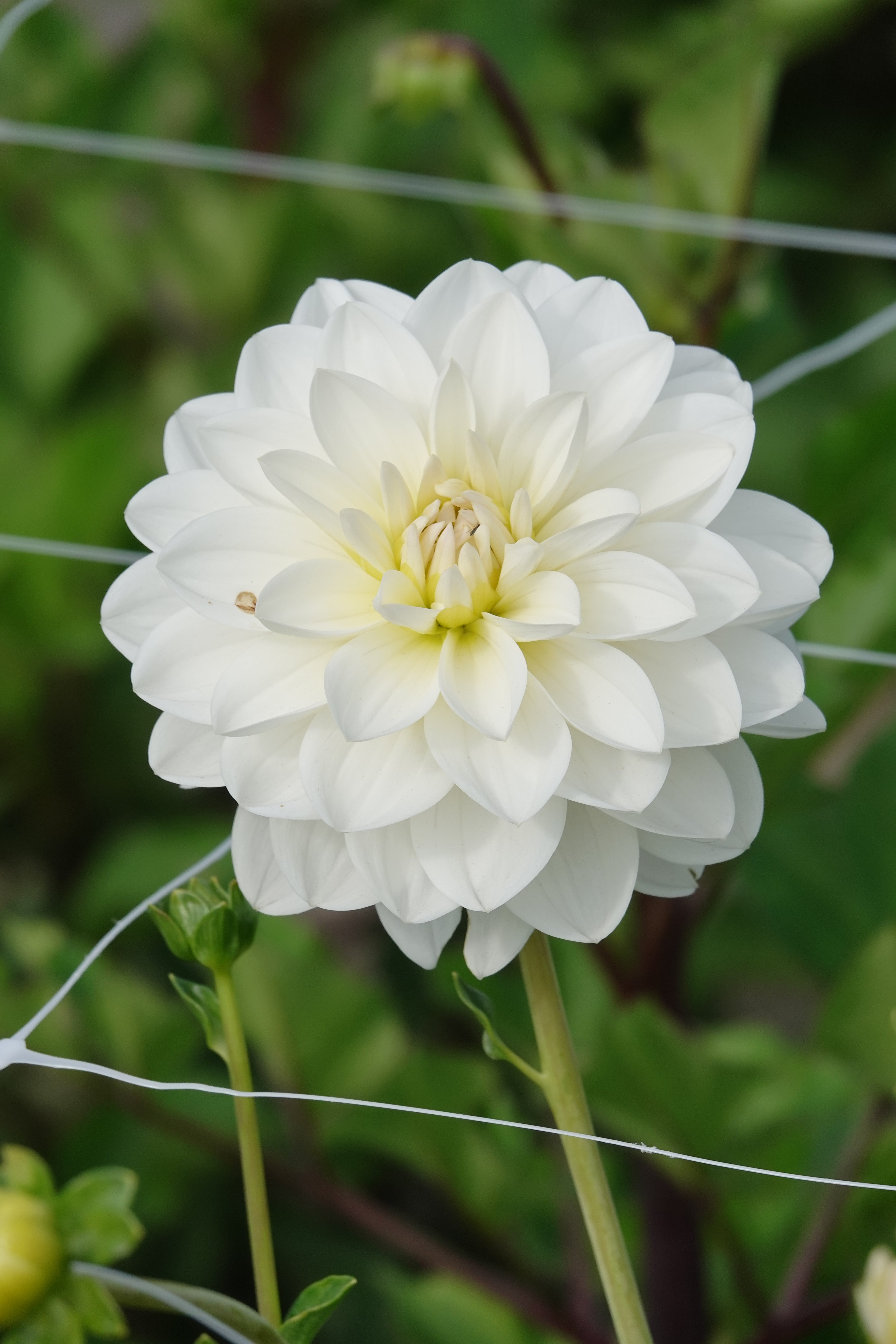 Dahlia White Onesta