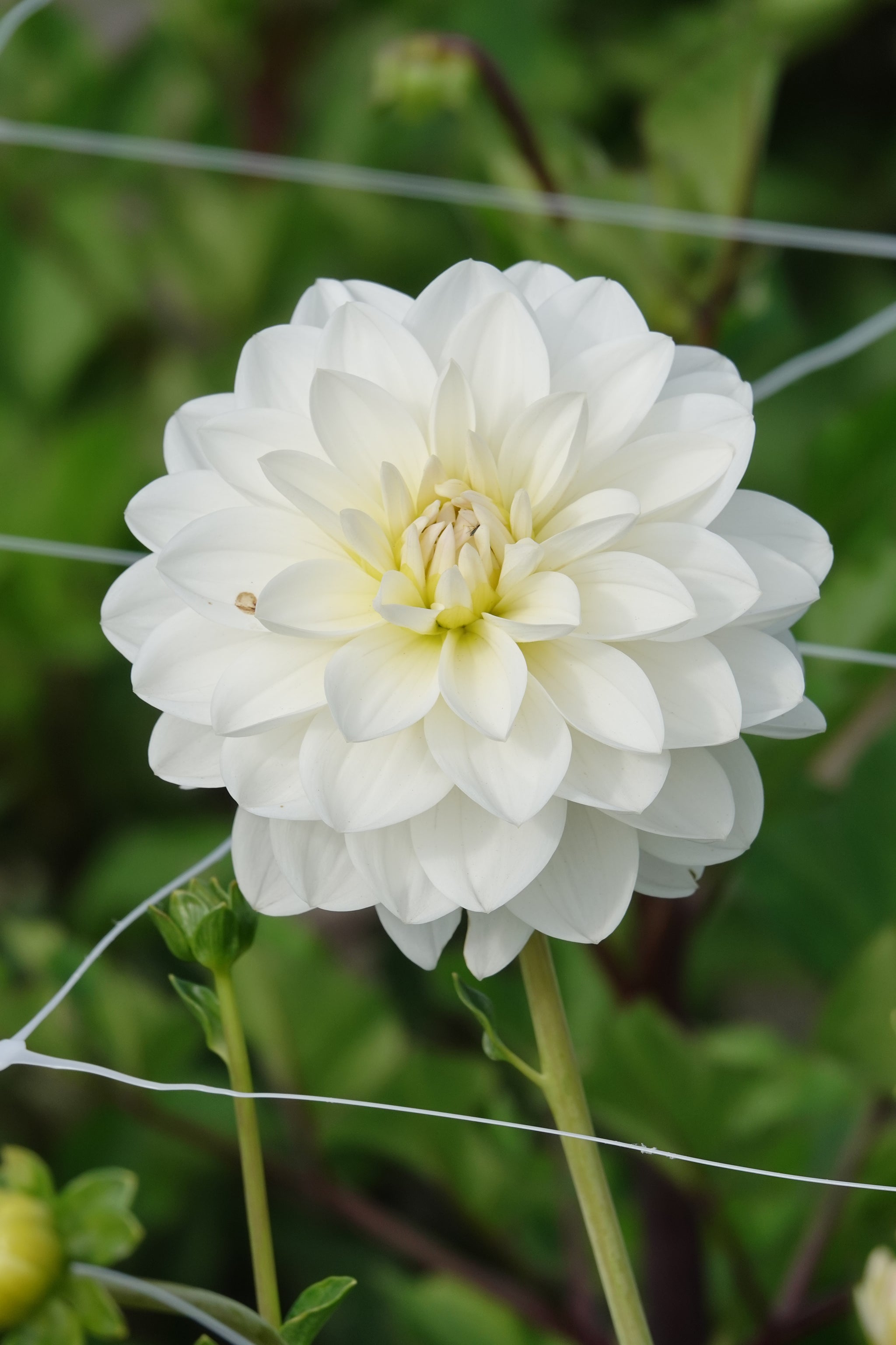 Dahlia White Onesta