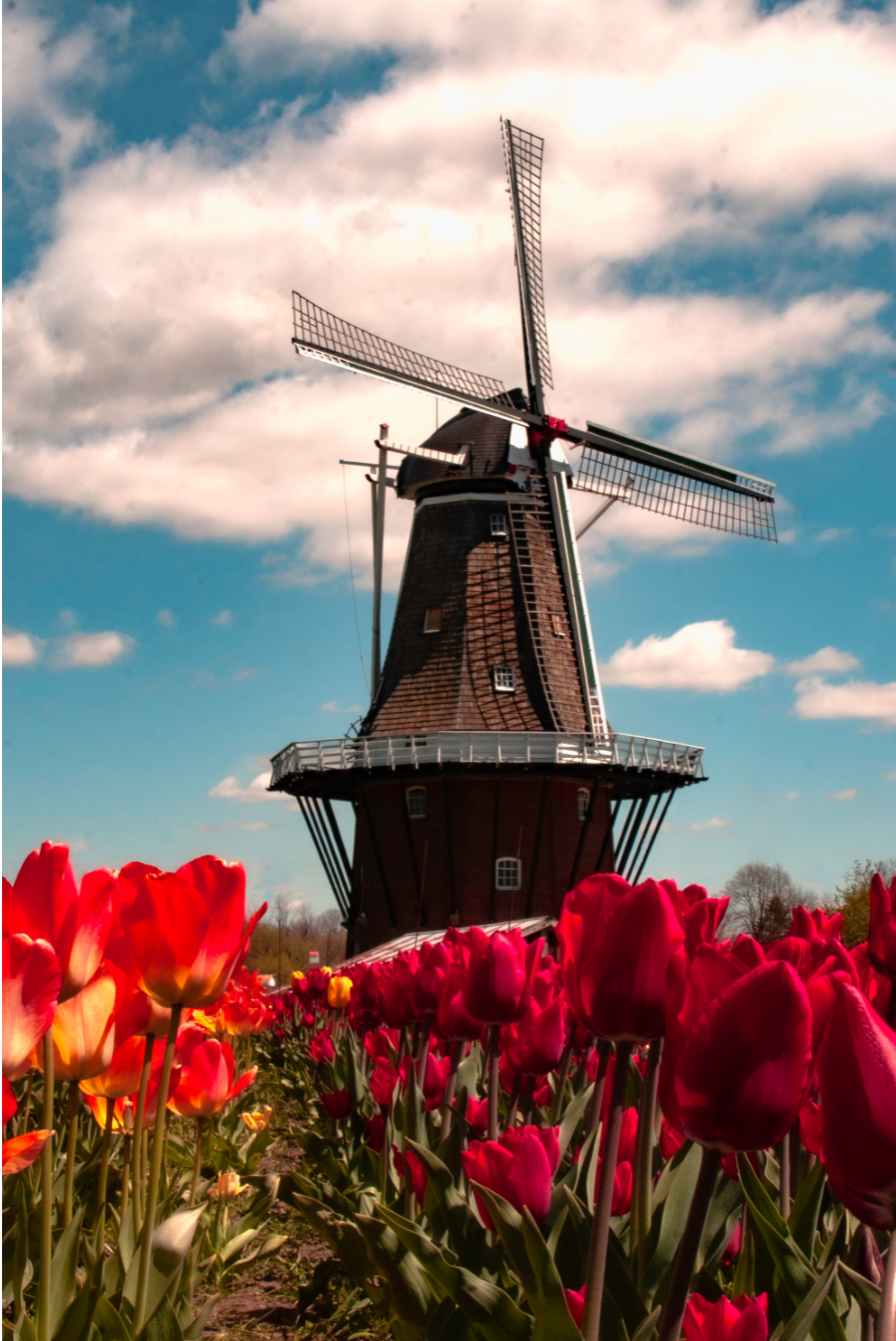 Windmill about us.png__PID:c487987b-5622-4584-8bbb-1fdeea20a26d