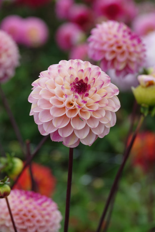 Dahlia Wine Eyed Jill