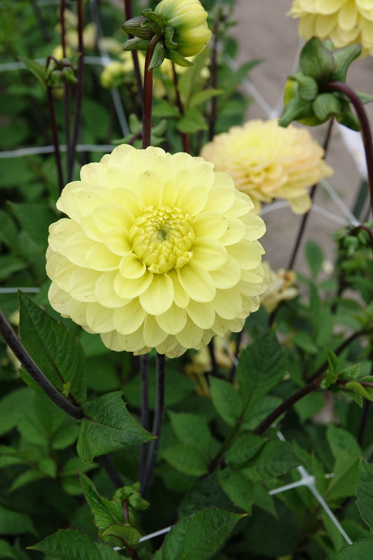 Dahlia Yellow Don