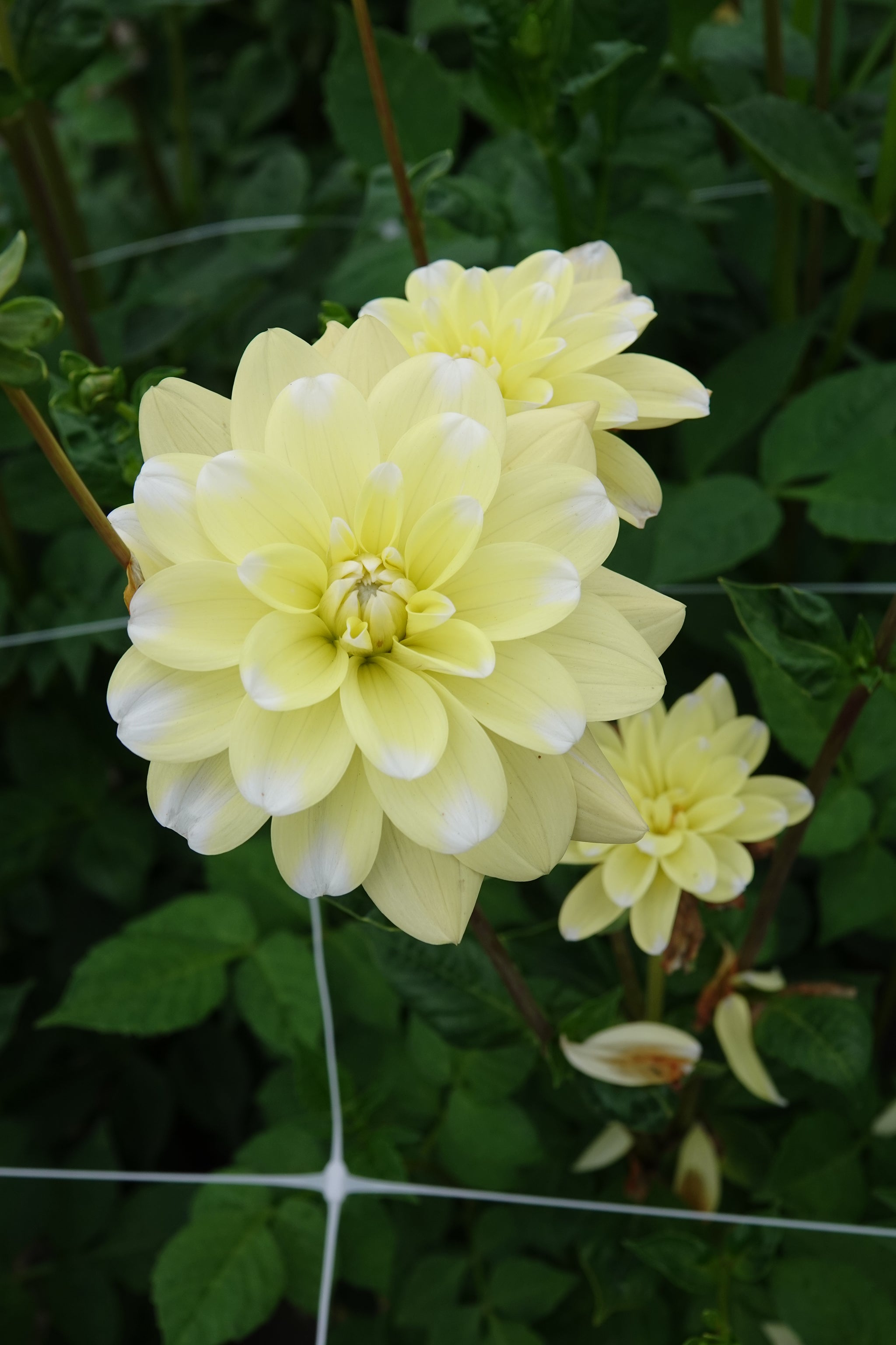 Dahlia Yellow Perception