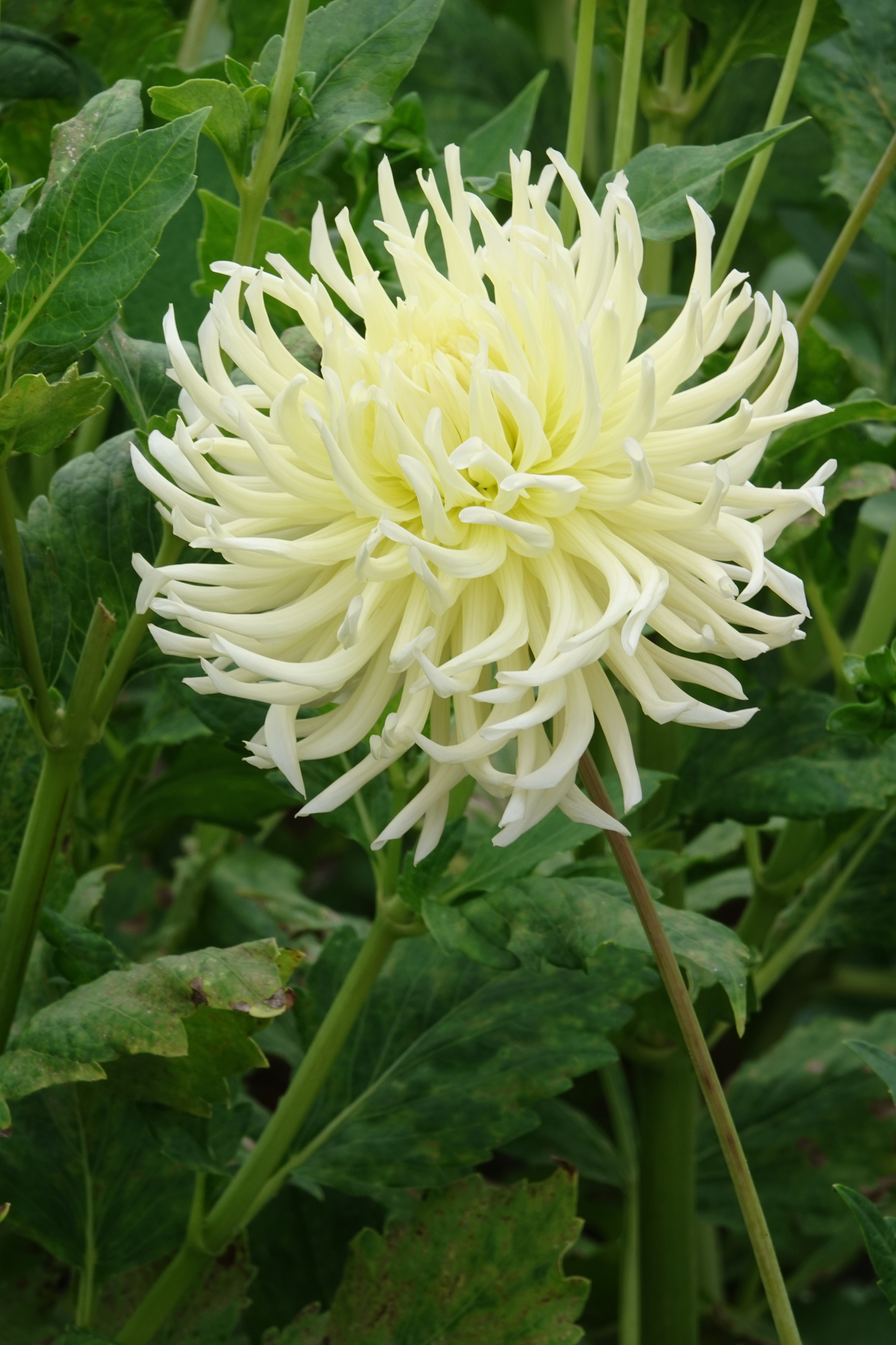 Dahlia Yellow Star