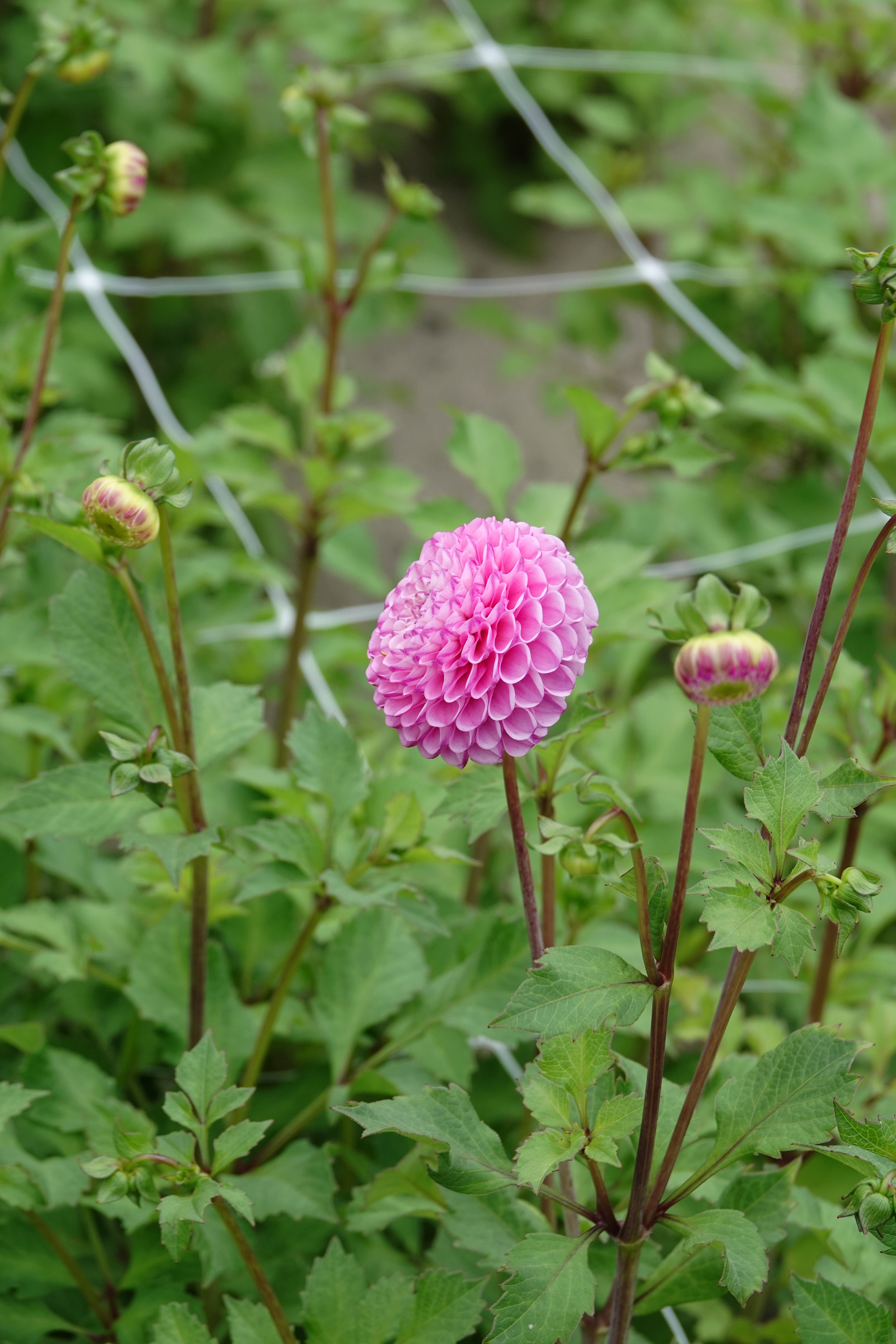 Dahlia Zippity Do Da