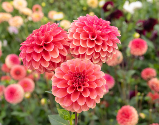 Dahlia Zundert Mystery Fox