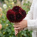 Dahlia Arabian Night