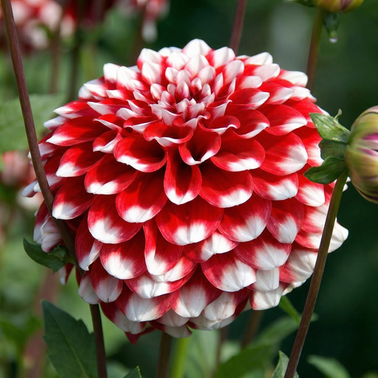 Dahlia Checkers