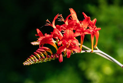 Crocosmia