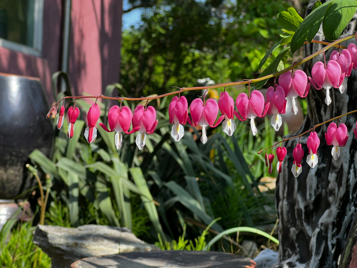 Dicentra Spectabilis