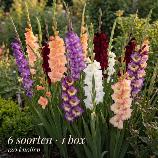 Gladiolus Summer Garden Collection