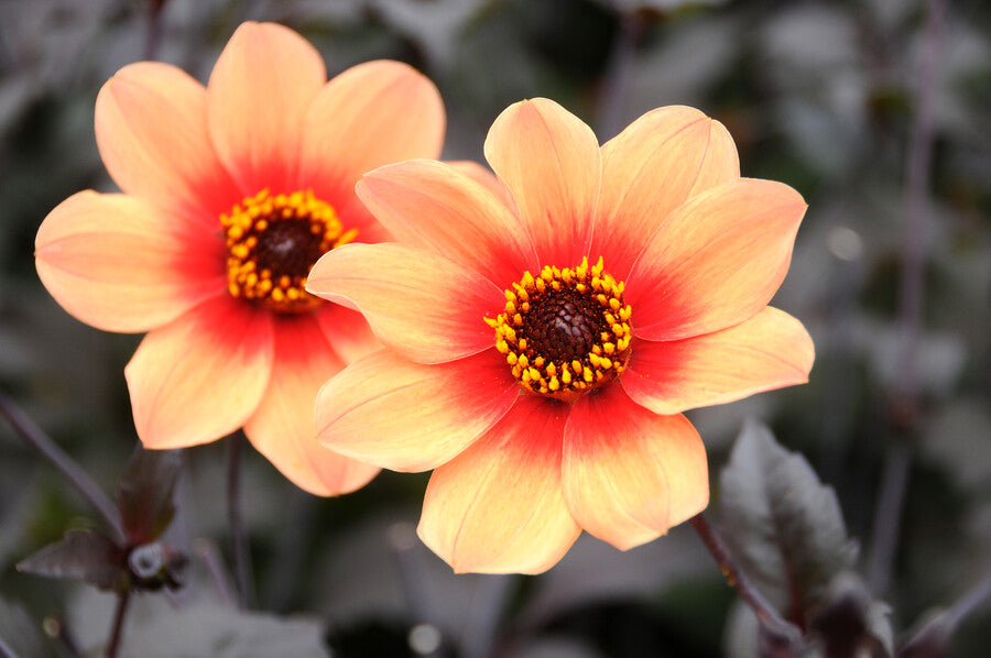 Dahlia HS First Love