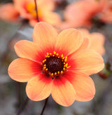 Dahlia HS First Love