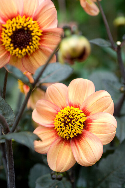 Dahlia HS First Love