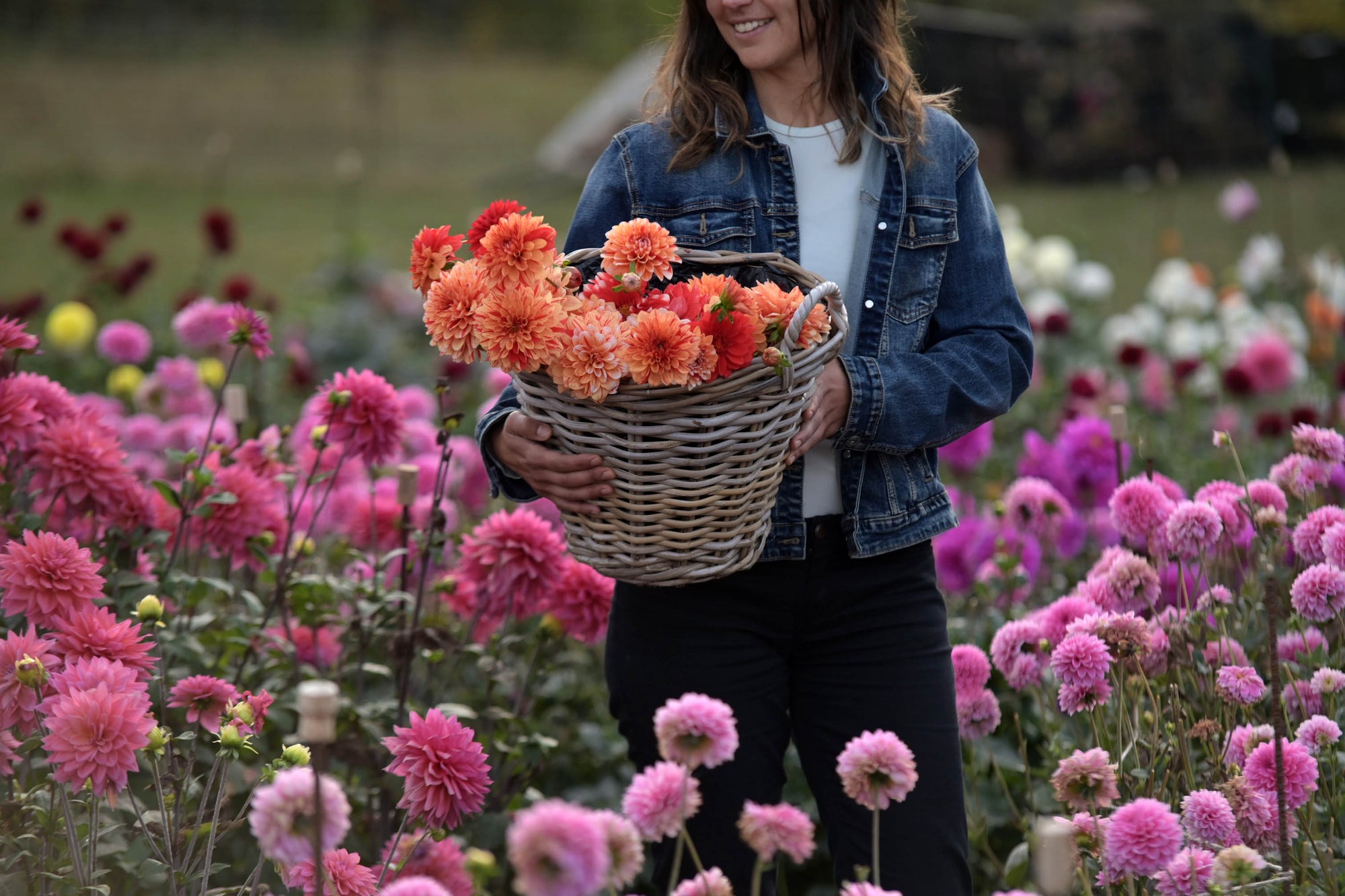 100% Growth & Bloom Guarantee