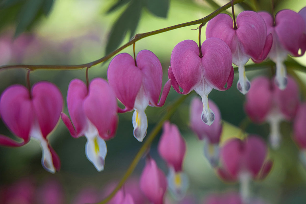 Dicentra Spectabilis