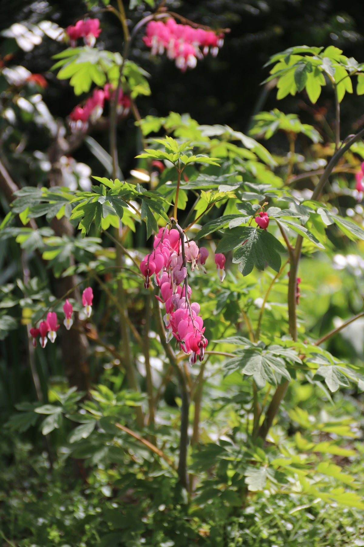 Dicentra Spectabilis