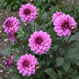 Dahlia Melissa Anne Marijke