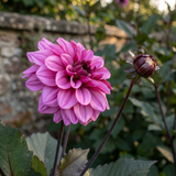 Dahlia Melissa Anne Marijke