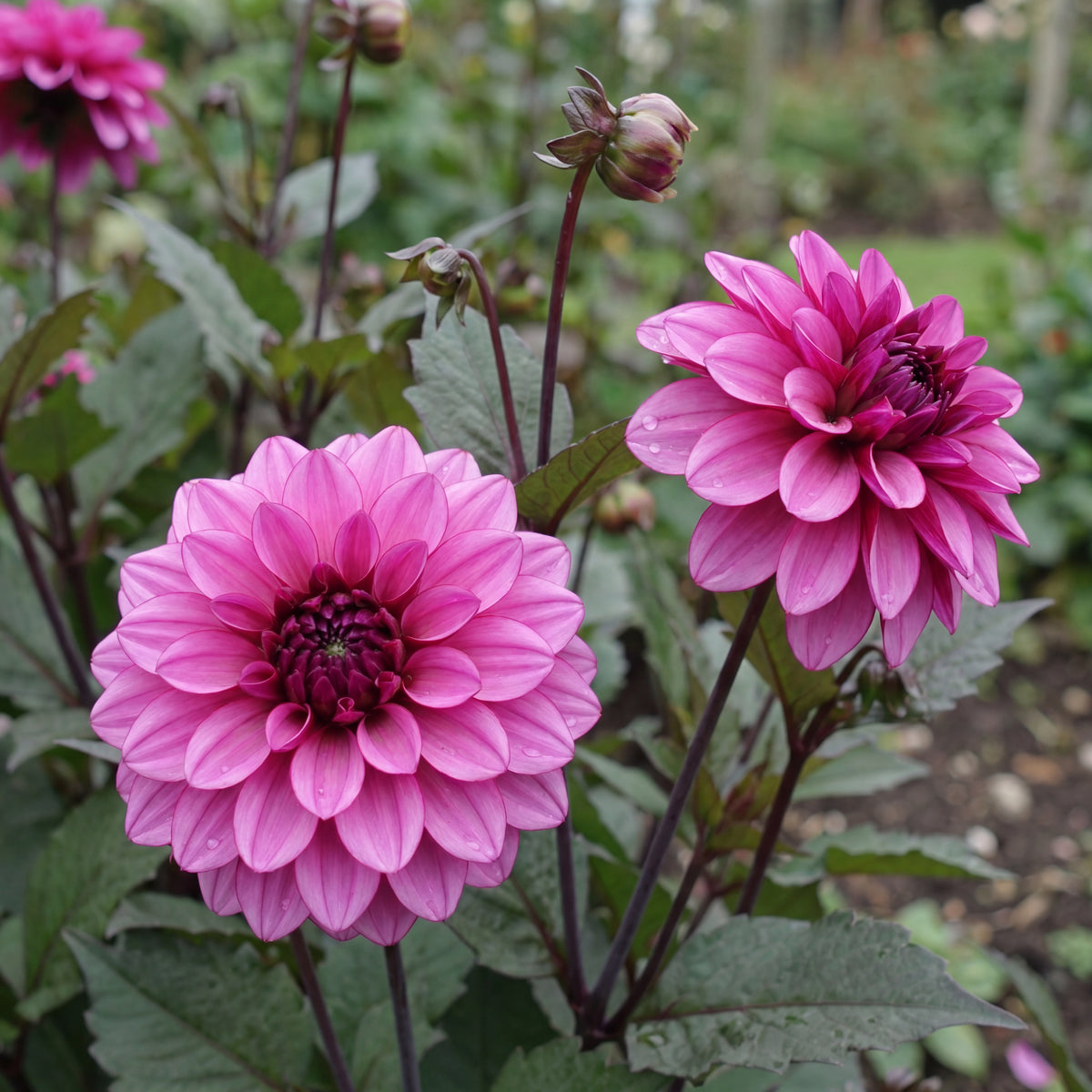 Dahlia Melissa Anne Marijke