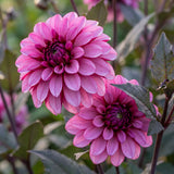 Dahlia Melissa Anne Marijke