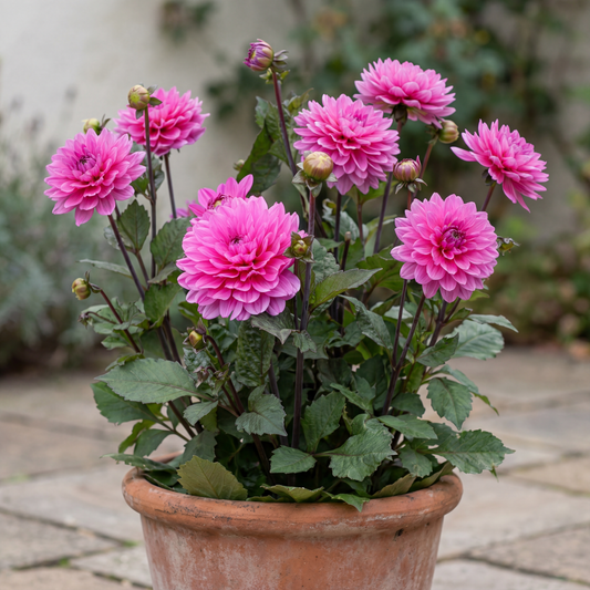 Dahlia Melody Fanfare