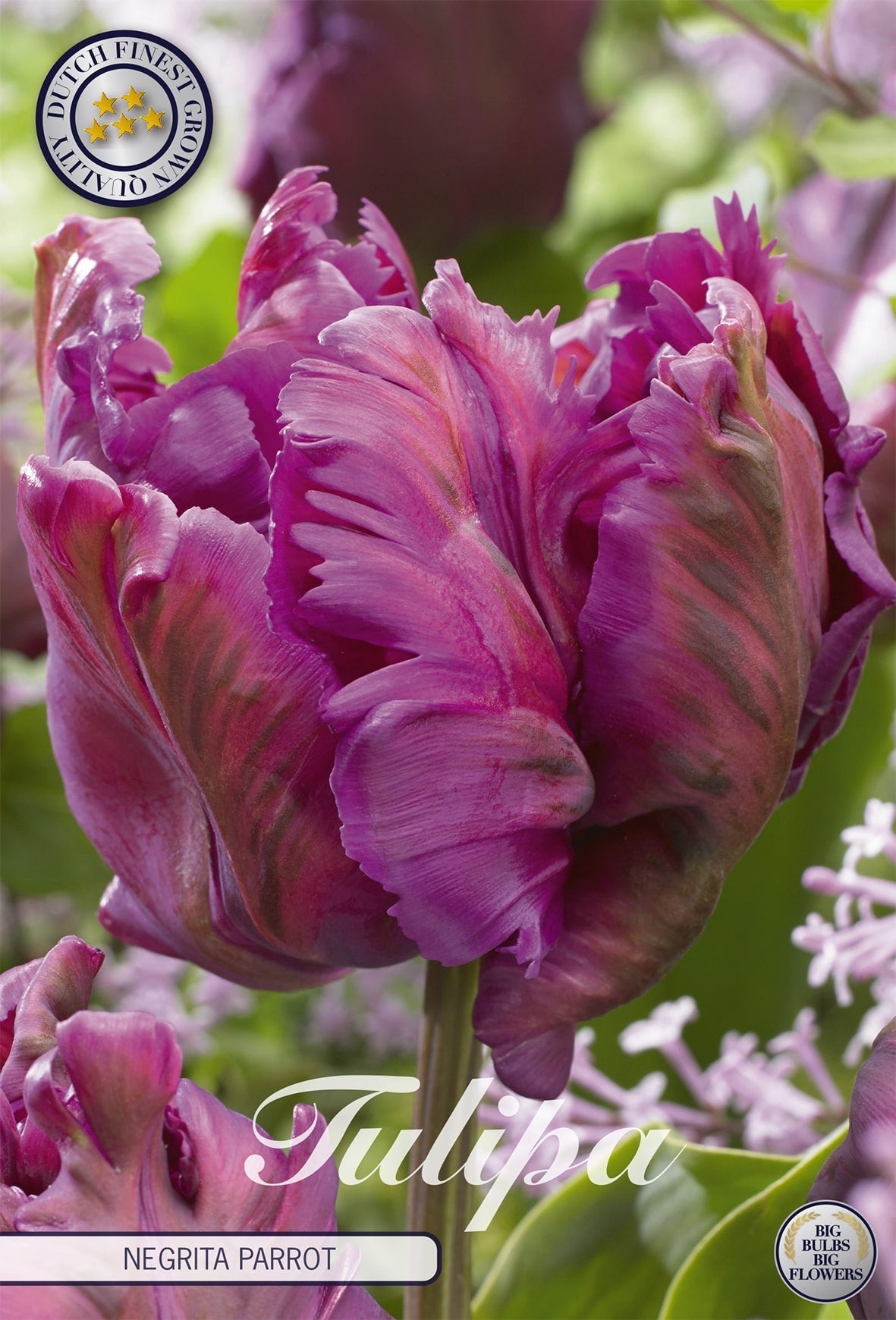 Tulipa Negrita Parrot