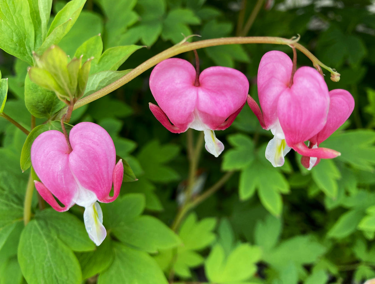 Dicentra Spectabilis