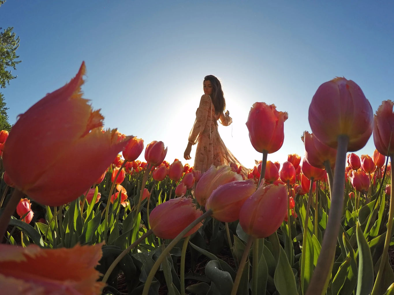 seila_gopro_tulips.webp__PID:d29b2fce-abd3-4548-b442-2e8c16067c62