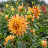 Dahlia Striped Vulcan