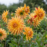 Dahlia Striped Vulcan
