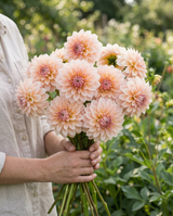 Dahlia Sturm Sweet Maria