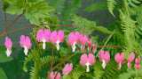 Dicentra Spectabilis